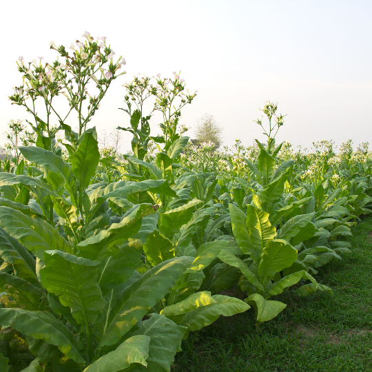 Woodland Tobacco (Nicotiana sylvestris) Terre promise